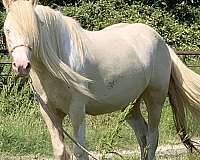 cremello-smoky-cream-tobiano-horse
