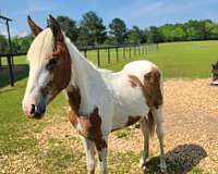 action-tennessee-walking-horse