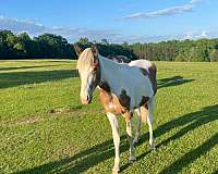 apparent-tennessee-walking-horse