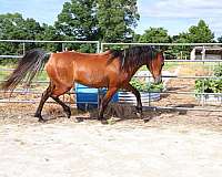 nice-horse-missouri-arabian