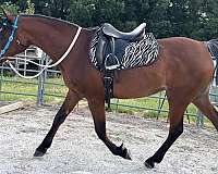 riding-horse-missouri-arabian