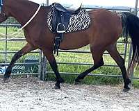 stall-arabian-horse