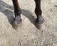 trail-horse-missouri-arabian