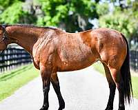 endurance-quarter-horse