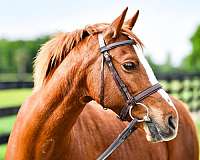 chestnut-wpcsc-mare