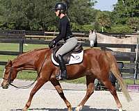 wpcsc-welsh-pony-mare