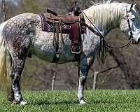 grey-dapple-horse