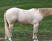 athletic-quarter-horse