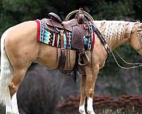 palomino-white-horse