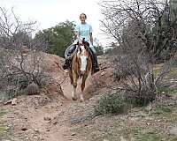 blue-eyed-quarter-horse