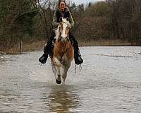 chestnut-white-stripe-mane-tail-horse