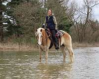 athletic-haflinger-horse