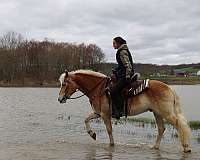 dressage-haflinger-horse