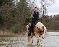 companion-haflinger-horse