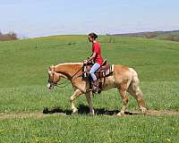 driving-haflinger-horse