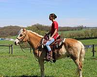 english-pleasure-haflinger-horse