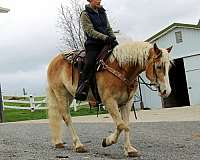 all-around-haflinger-horse