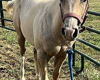 quarter-horse-for-sale