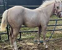 champion-palomino-horse