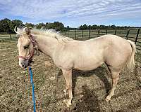 buckskin-palomino-filly