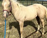 buckskin-palomino-mare