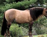 athletic-quarter-horse