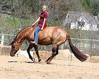 mounted-patrol-quarter-horse