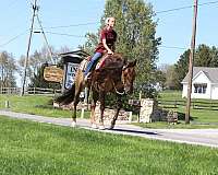 parade-quarter-horse