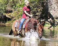 reining-quarter-horse