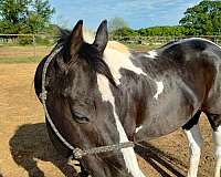 cattle-sorting-paint-horse