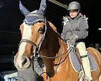 chestnut-equitation-hunter-horse