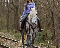 dapple-gray-percheron-horse