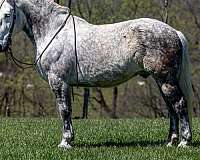 dismount-percheron-horse