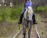 gentle-gelding-percheron-horse