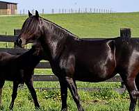 black-breeders-trust-pony