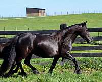 broodmare-pony