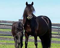 broodmare-fell-pony