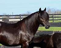 black-fell-pony-mare