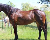 athletic-quarter-horse