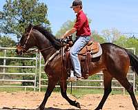 beginner-quarter-horse