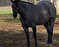 blue-roan-small-white-patch-on-forehead-horse