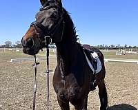 attentive-trakehner-horse