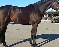 bred-trakehner-horse