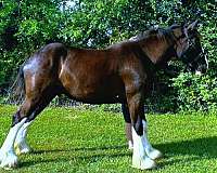 family-clydesdale-donkey