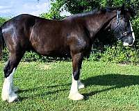 trail-clydesdale-donkey