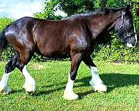 all-around-clydesdale-donkey