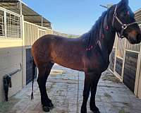 brown-andalusian-friesian-for-sale