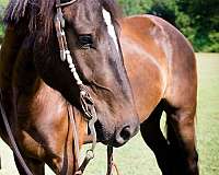 awesome-all-around-draft-horse