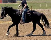 facebook-draft-horse