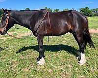 first-draft-horse